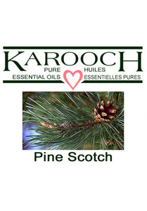Karooch Pine Scotch Essential Oil